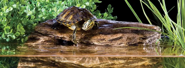 Exo Terra Черепашья скала Turtle-Cliff