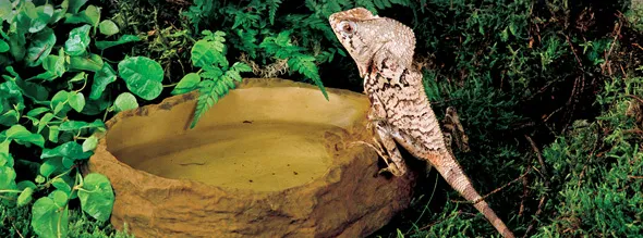 Exo Terra Поилка-камень Water Dishes