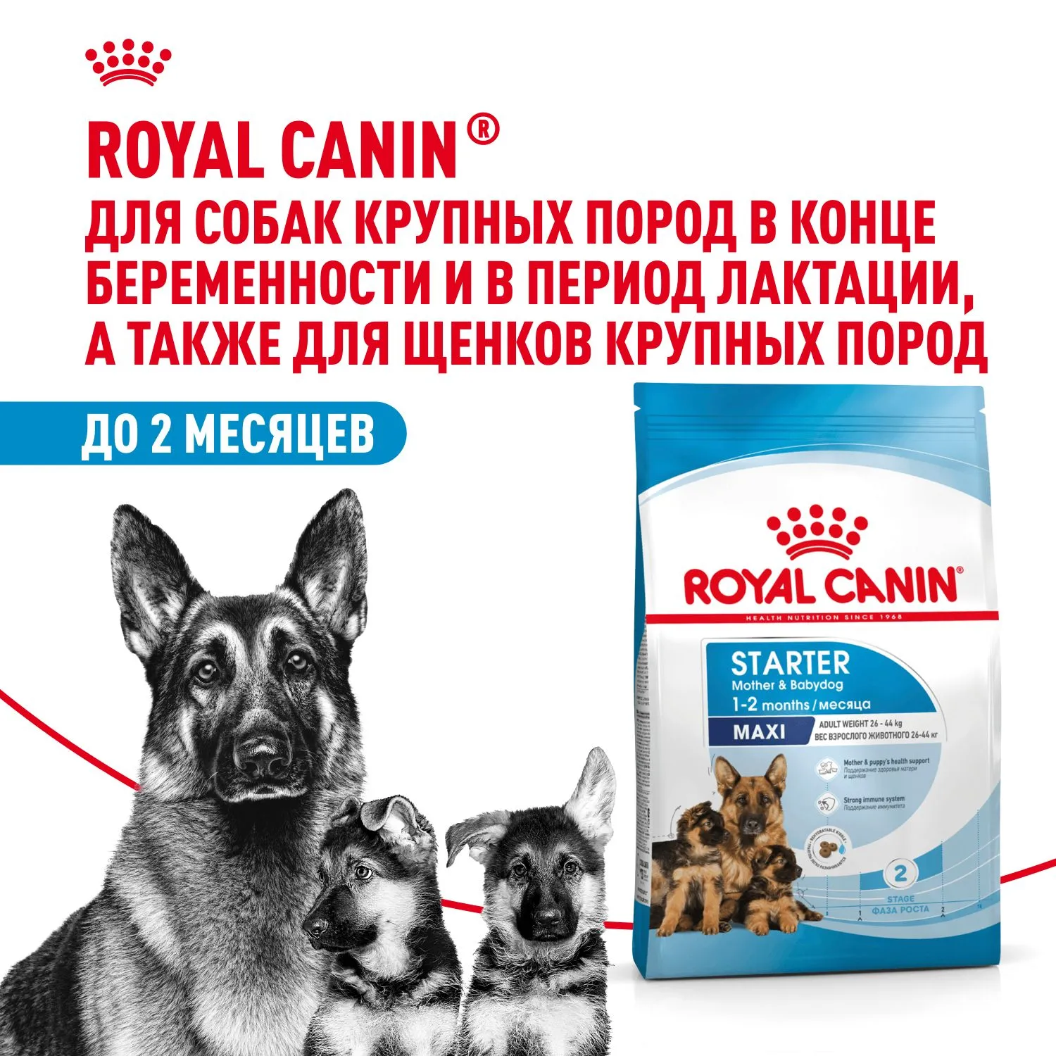 Royal Canin Maxi Starter