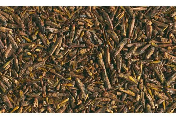 Tetra ReptoDelica Grasshopper