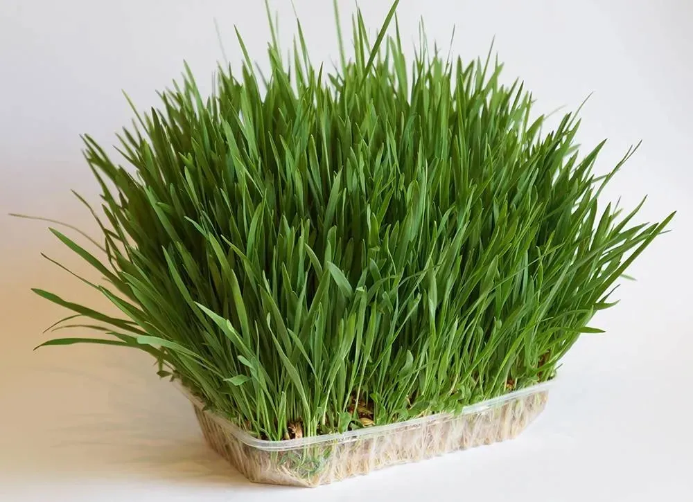 БОСПА ЭКО Универсальная травка для домашних животных