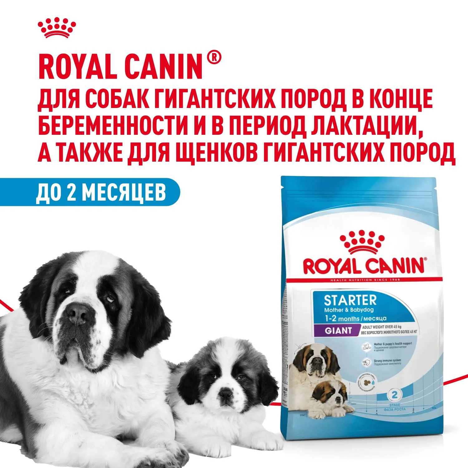 Royal Canin Giant Starter
