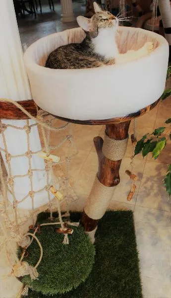 Natural House Когтеточка Fenix