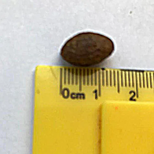 ZooRing Big Adult Cat