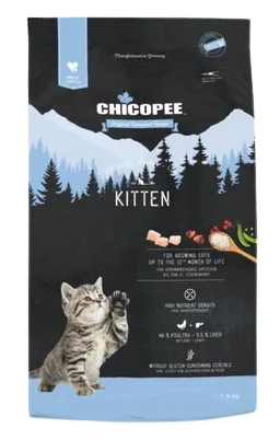 Chicopee HNL Kitten
