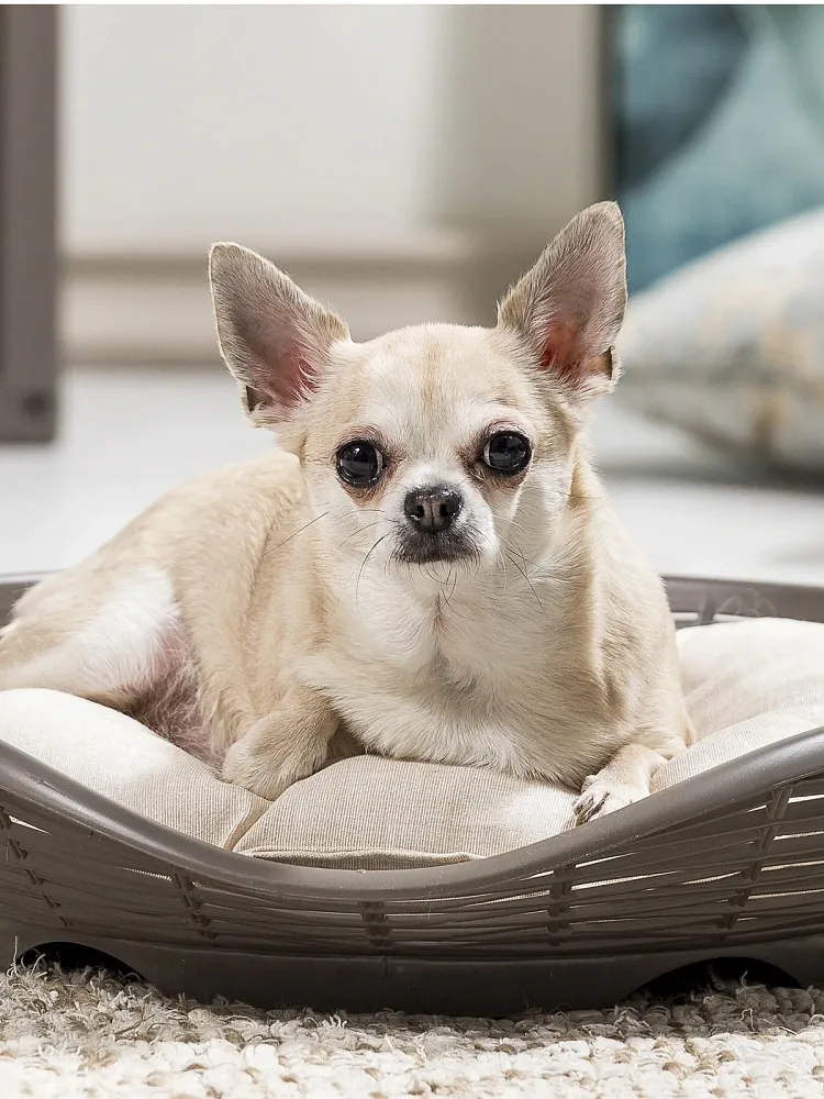 Bama pet Лежанка Pasha, с подушкой