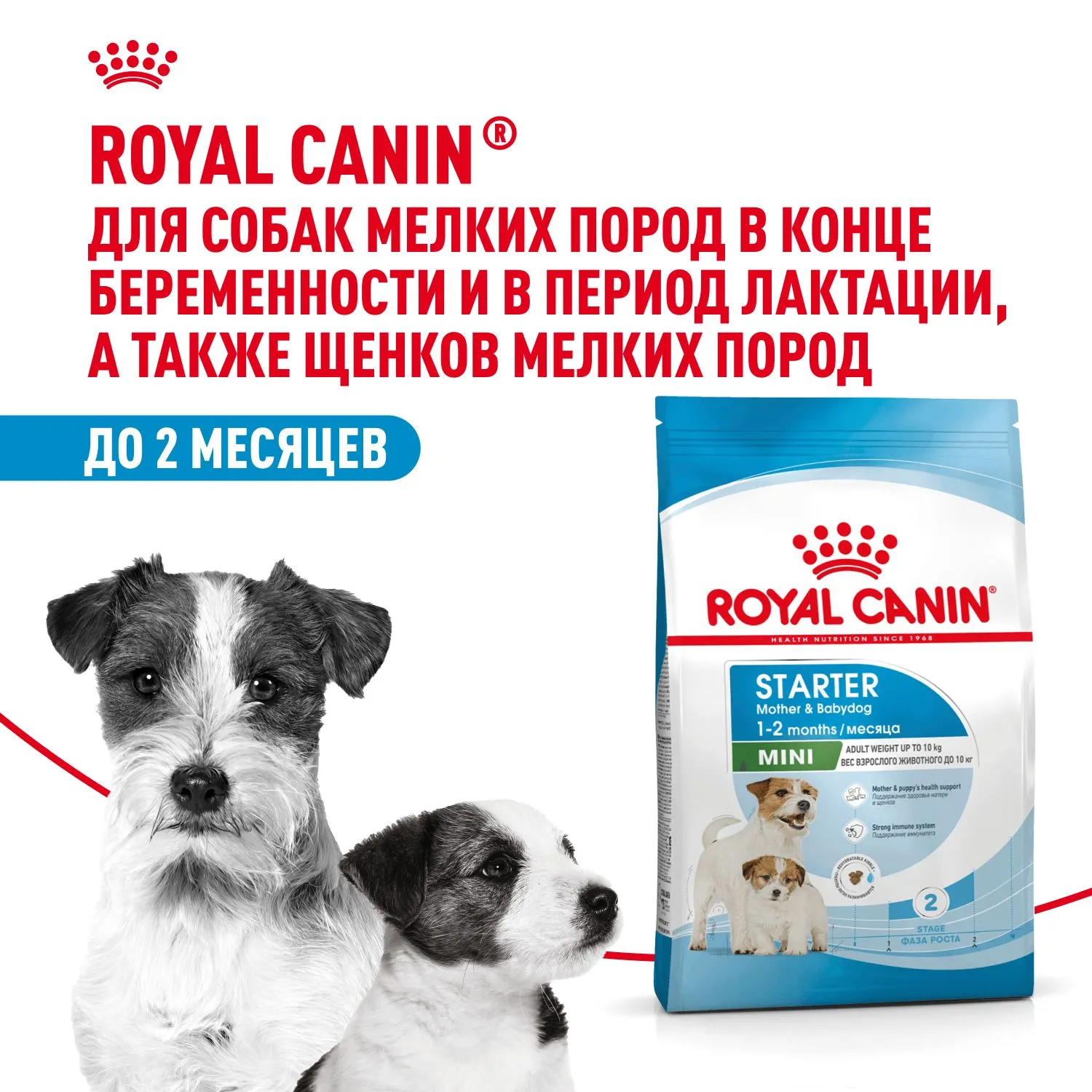 Royal Canin Mini Starter