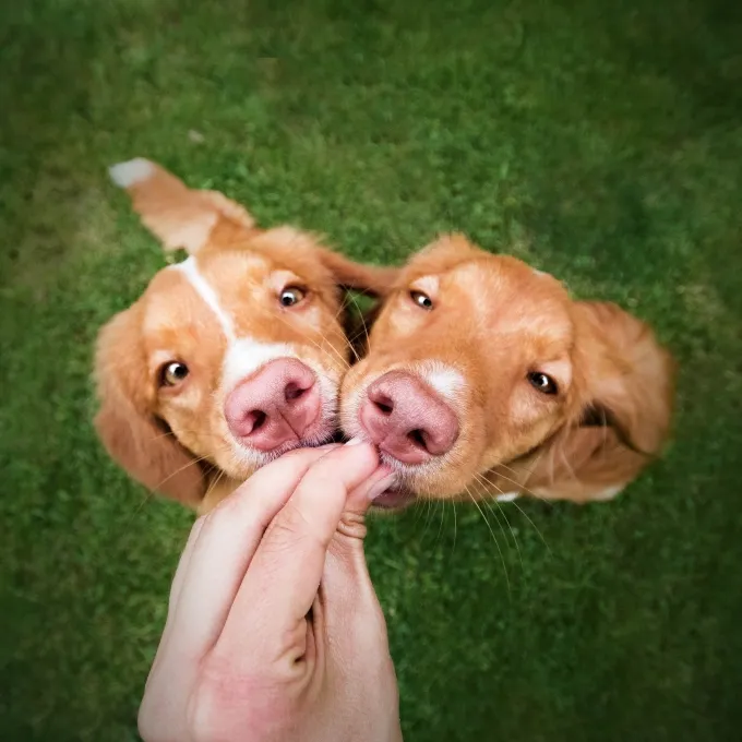 Nature's Protection Superior Care Red Coat Weight Control (Сельдь)