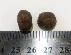 Necon Sensible Adult (Лосось, горох и бобы)