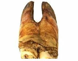 Бобик-Снобик копыто говяжье