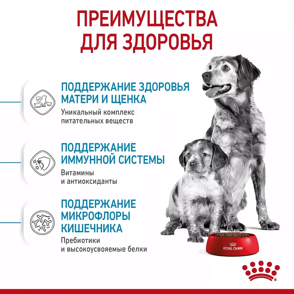 Royal Canin Medium Starter