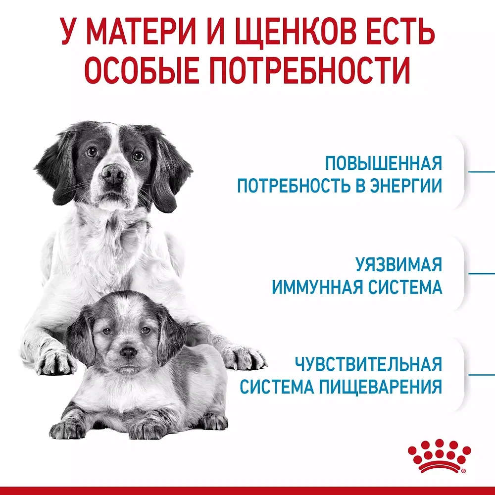 Royal Canin Medium Starter