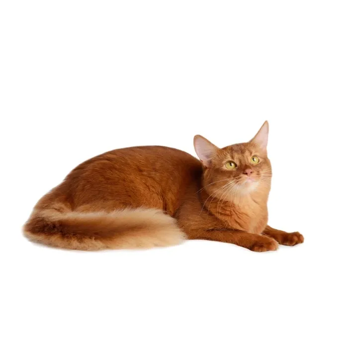 Nature's Protection Red Cats GF (Сельдь)