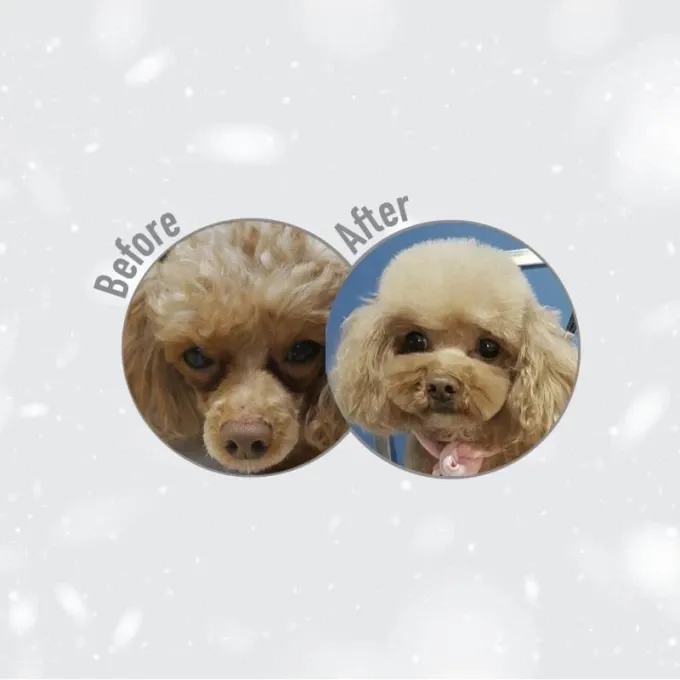 Nature's Protection GF Red Coat Junior Small (Лосось)