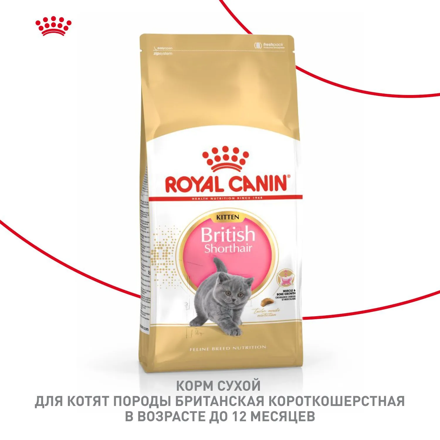 Royal Canin British Shorthair Kitten