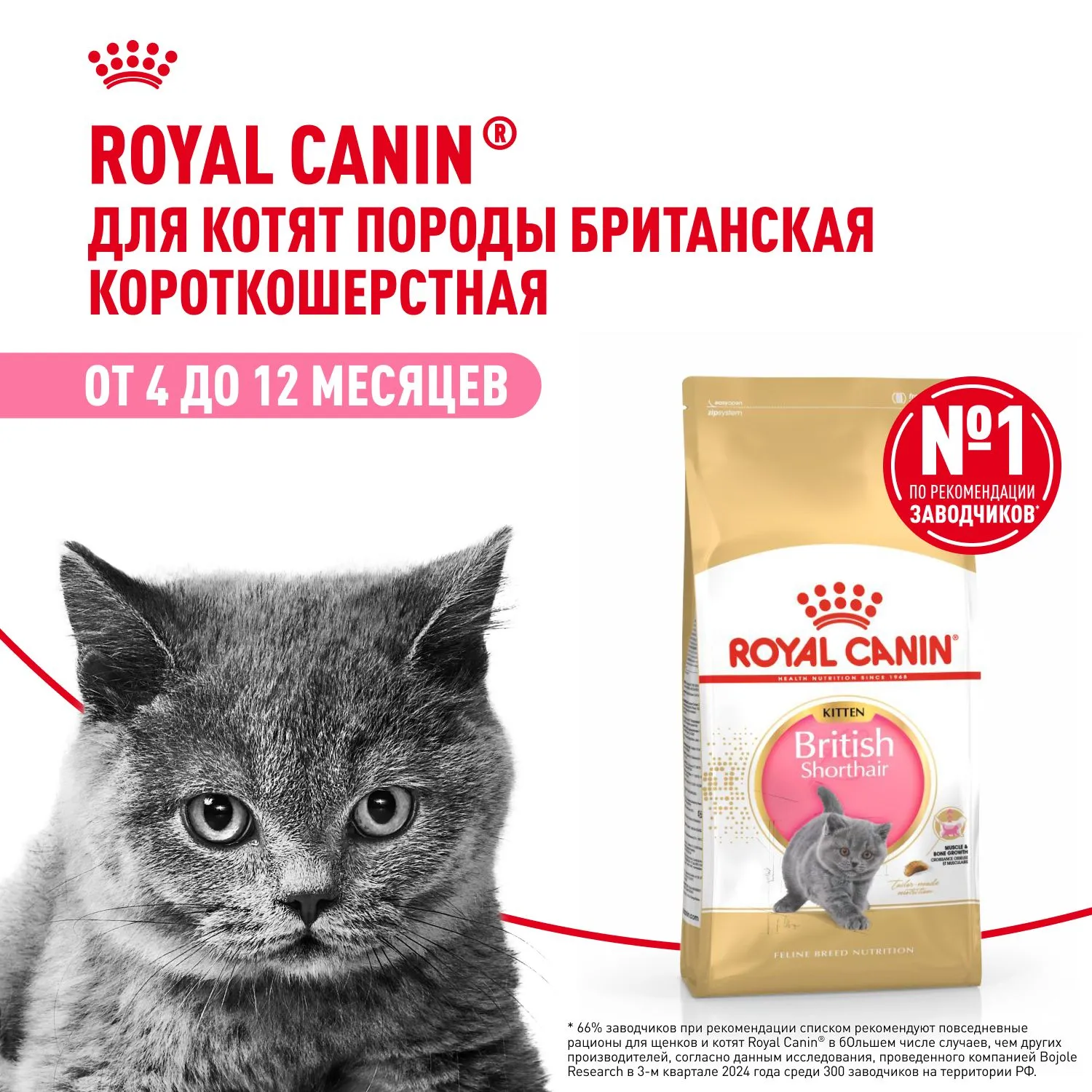 Royal Canin British Shorthair Kitten