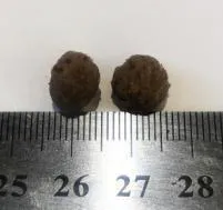 Necon Puppy & Junior