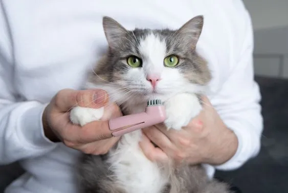 чем почистить зубы кошке
