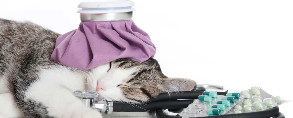 Простуда у кошек и собак