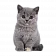 Товары для котят