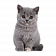 Товары для котят
