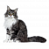 Товары для кошек